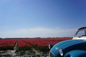 Tulpen  Hogeland