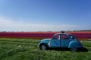 Tulpen  Hogeland