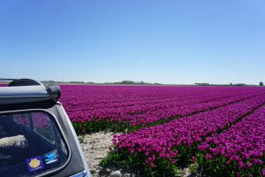 Tulpen Uithuizen